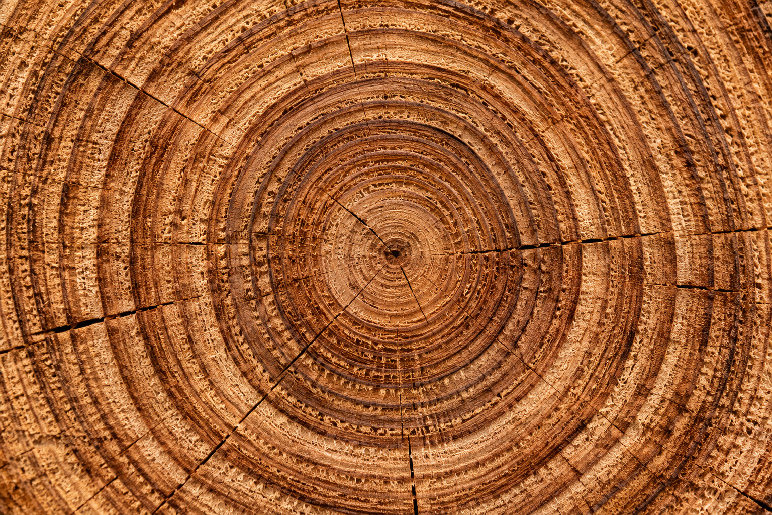 Jaarringen tonen de zichtbare herkomst van hout